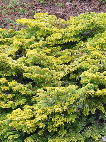 Golden Spreader Nordmann Fir