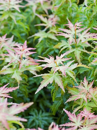 Kotohime Japanese Maple