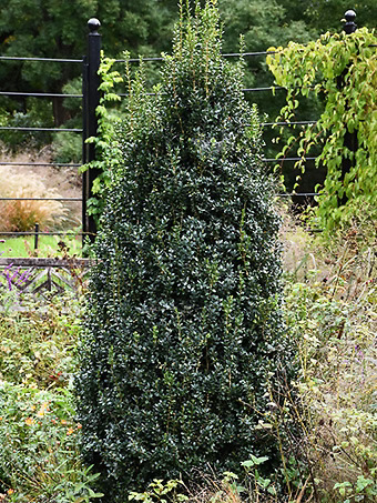 Newport Blue Boxwood