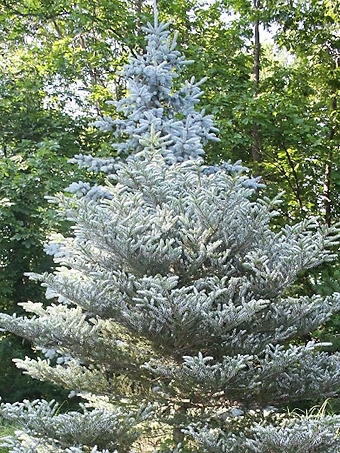 Silver Show Korean Fir