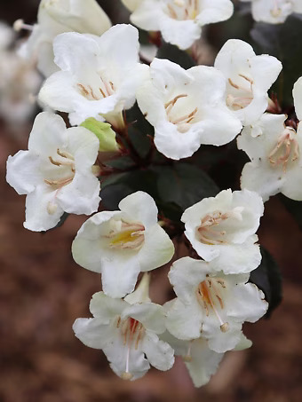 Wine & Spirits Weigela