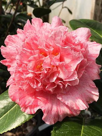 Happy Birthday Camellia