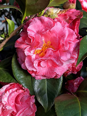 Helen Beach Camellia