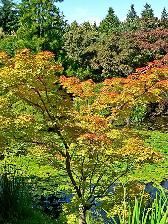Aka Shigitatsu Sawa Japanese Maple