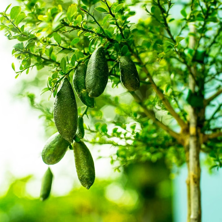 Finger Lime Tree Sale