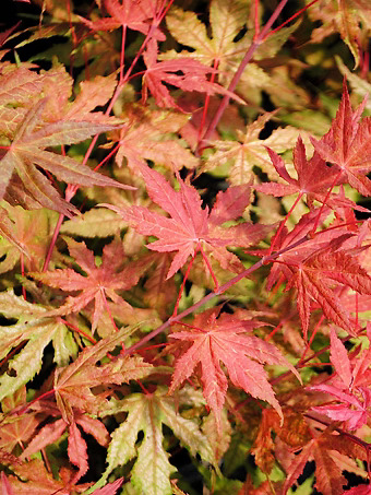 Baby Ghost Japanese Maple