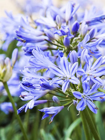 Baby Pete™ Agapanthus