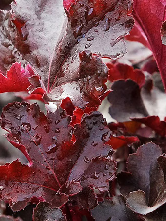 Balboa Sunset® Heuchera