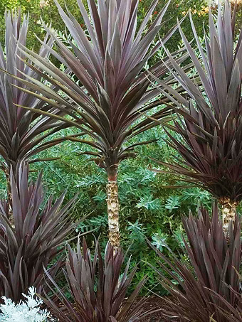 Bauer's Cordyline