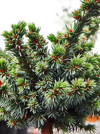 Benson Blue Serbian Spruce