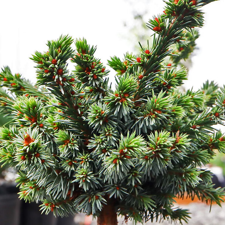 Benson Blue Serbian Spruce For Sale Online | The Tree Center