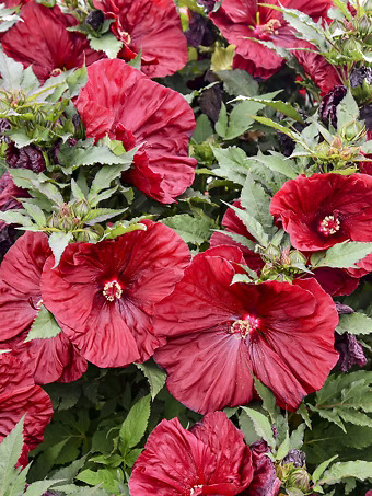 Blackberry Merlot Hibiscus