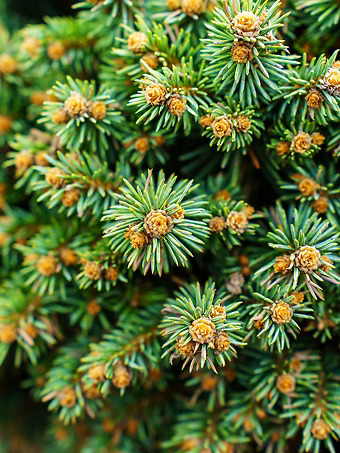 Dwarf Blue Pearl Colorado Spruce