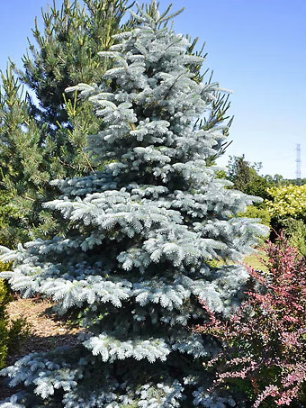 Blue Mist Colorado Spruce