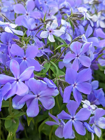 Blue Moon Phlox