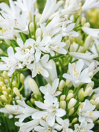 Bridal Veil® Agapanthus