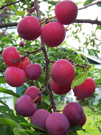Bubblegum Toka Plum Tree