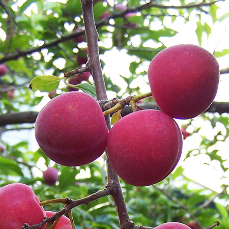 Bubblegum Toka Plum Tree For Sale | The Tree Center