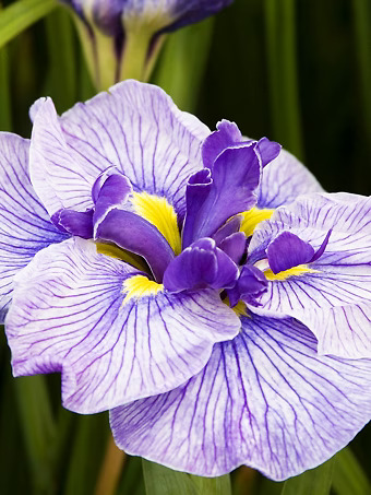 Butterflies in Flight Japanese Iris