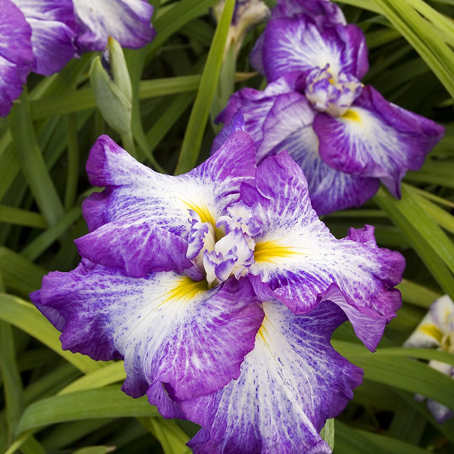 Cascade Spice Japanese Iris For Sale | The Tree Center
