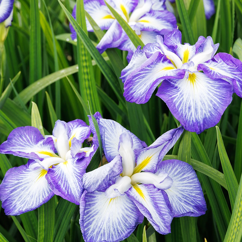 Cascade Spice Japanese Iris For Sale | The Tree Center