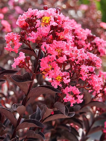 Center Stage® Coral Crape Myrtle