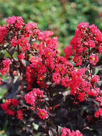 Center Stage® Pink Crape Myrtle