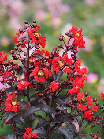 Center Stage® Red Crape Myrtle
