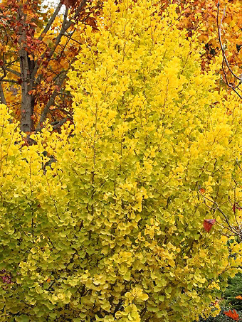 Chi Chi Ginkgo Tree