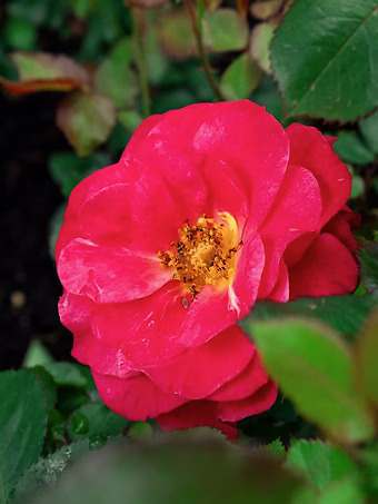 Cinnamon Hearts™ Rose