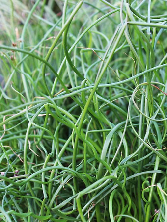 ColorGrass® Twister