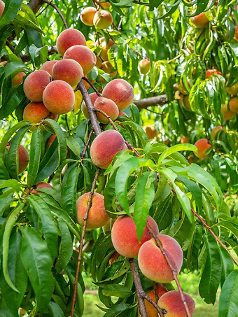 Contender Peach Tree