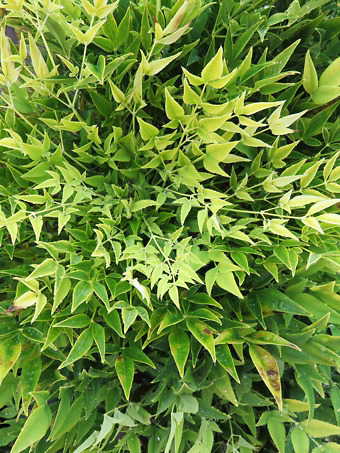 Cool Glow® Lime Nandina