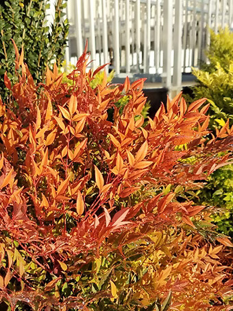 Cool Glow® Peach Nandina