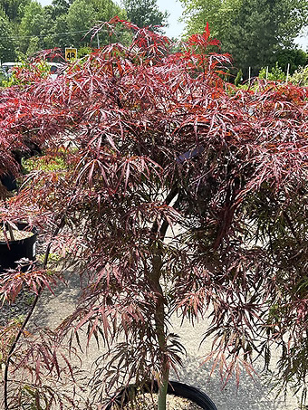 Crimson Princess Dwarf Weeping Japanese Maple