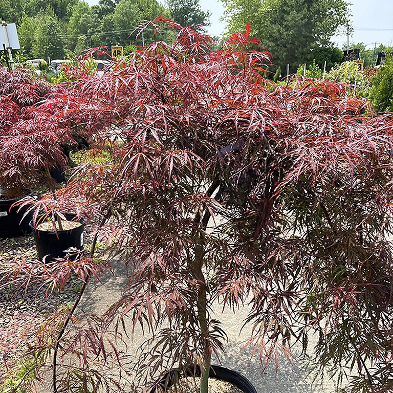 Crimson Princess Dwarf Weeping Japanese Maple For Sale | The Tree Center