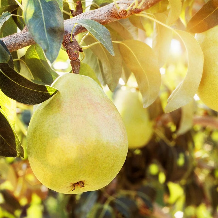 D'Anjou Pear Trees For Sale | The Tree Center