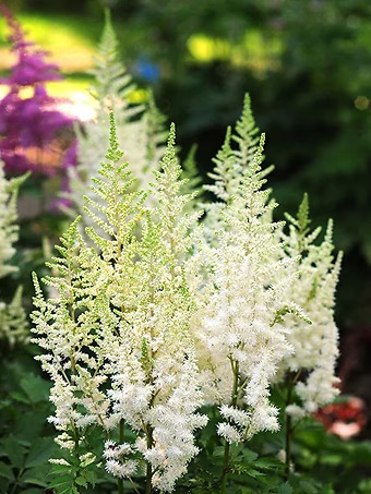 Diamonds & Pearls Astilbe