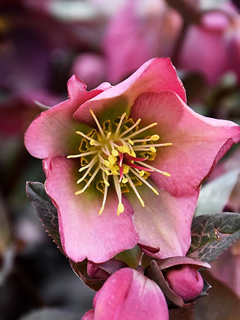 Dorothy's Dawn Hellebore