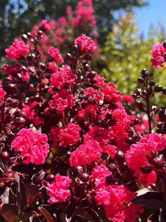 Double Dynamite®Crape Myrtle