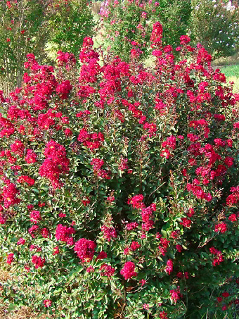 Double Feature®Crape Myrtle