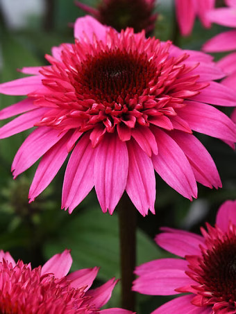 Double Scoop™ Watermelon Deluxe Coneflower
