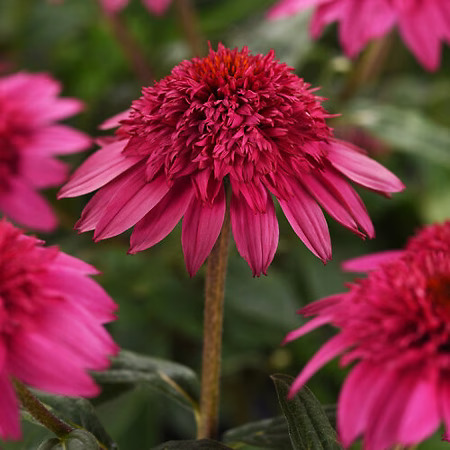 Double Scoop™ Watermelon Deluxe Coneflower For Sale | The Tree Center