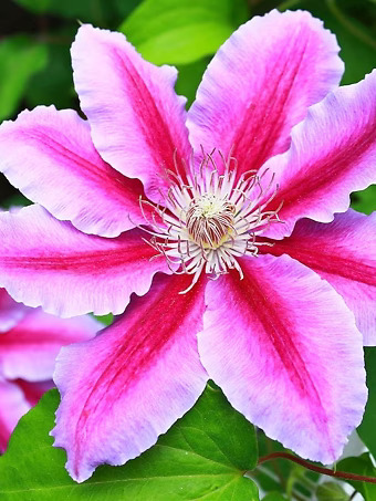 Dr. Ruppel Clematis