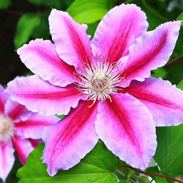 Dr. Ruppel Clematis For Sale | The Tree Center