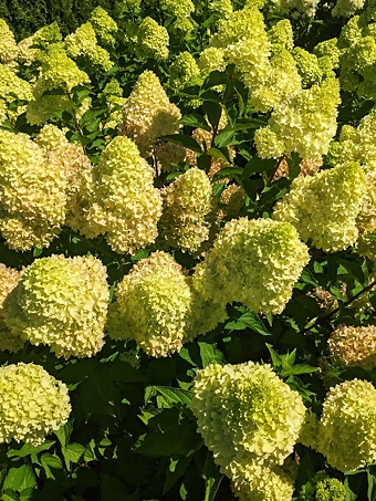 Dragon Baby™ Hydrangea