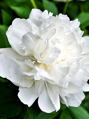 Duchesse de Nemours Peony