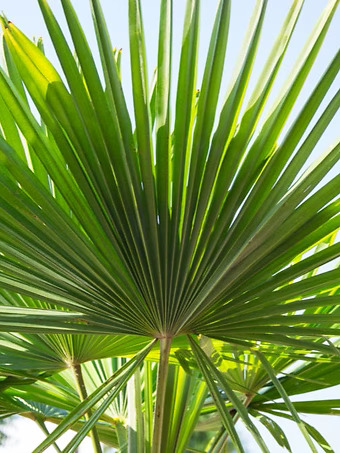 Dwarf Palmetto Tree