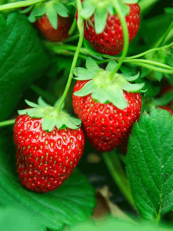 Everbearing Strawberry