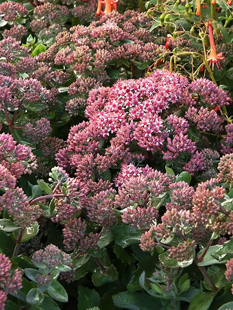 Evolution™ Emerald Ice Sedum